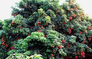 大嶺山 荔枝之鄉