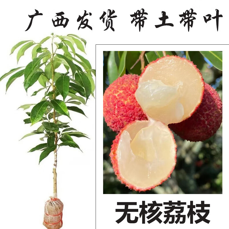 映棠廣西荔枝樹苗嫁接苗冰荔枝桂味糯米糍仙進奉無核荔枝苗帶土帶葉發(fā)