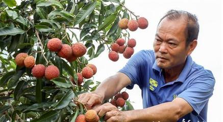 上百元一斤!遂溪無核荔枝走俏