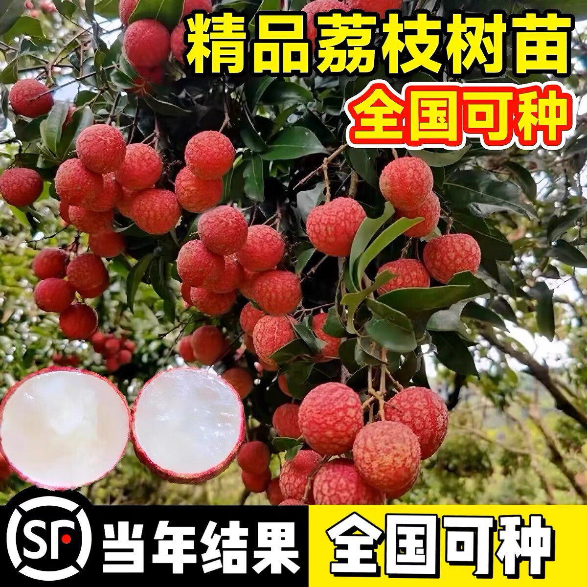 無核荔枝 庭院種植的珍品與栽培要點