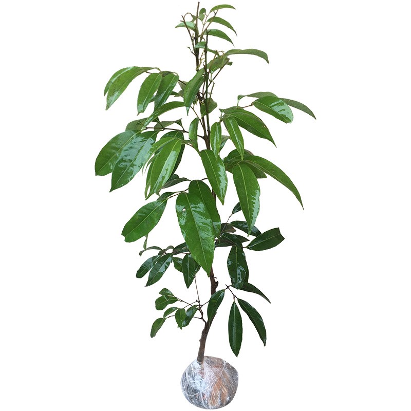 無核荔枝苗 妃子笑、糯米糍、桂味南北方種植指南與當年結果潛力