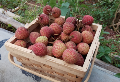 中國五省荔枝香，無核新寵領風騷