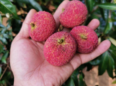 荔枝新貴對決 仙進奉、井崗紅糯與無核荔枝，誰是王者？